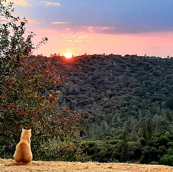 Meet your Posher, Leslie - Picture 3 of 4